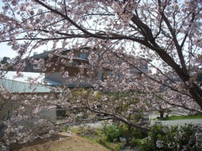 宿前の桜