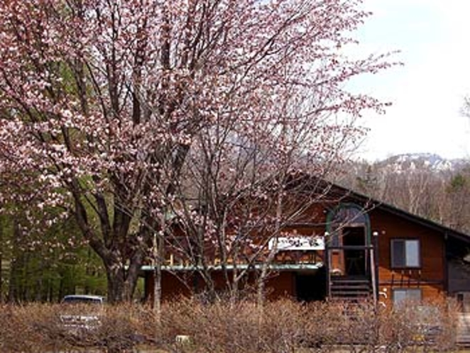 ペンション前の山桜