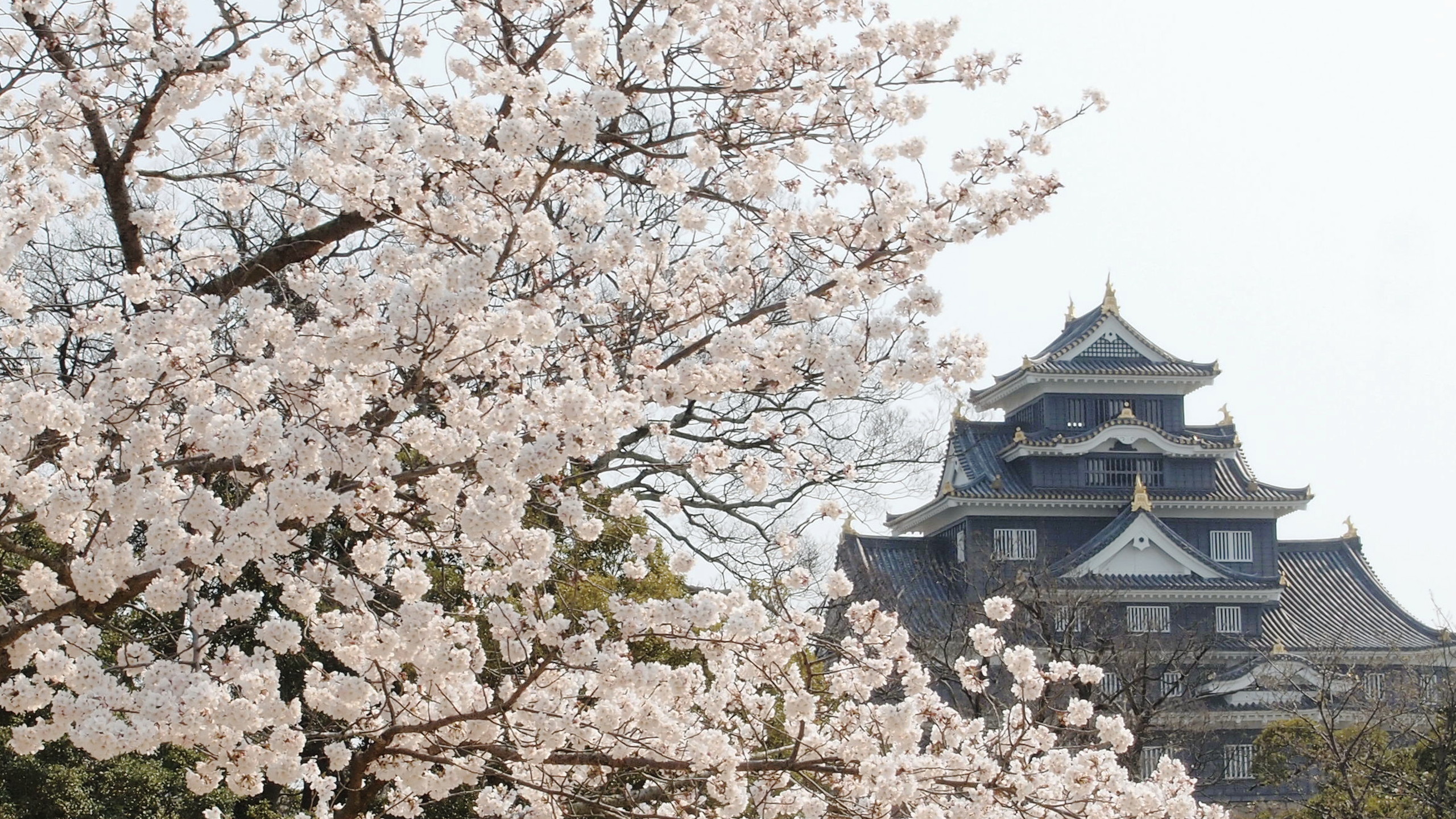 岡山城天守閣　桜2