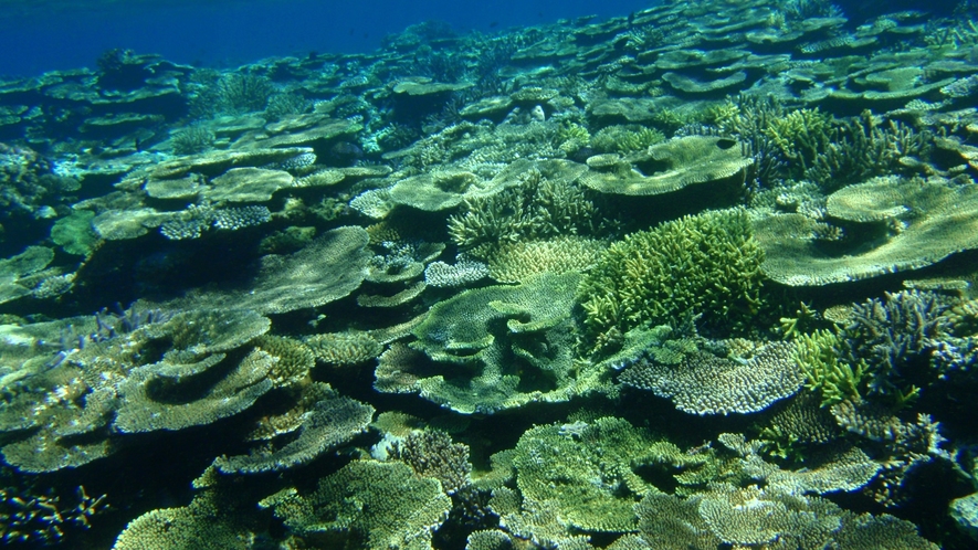 *【周辺景観】鮮やかなブルーの西表島の海中。いろとりどりの魚たちの楽園です。