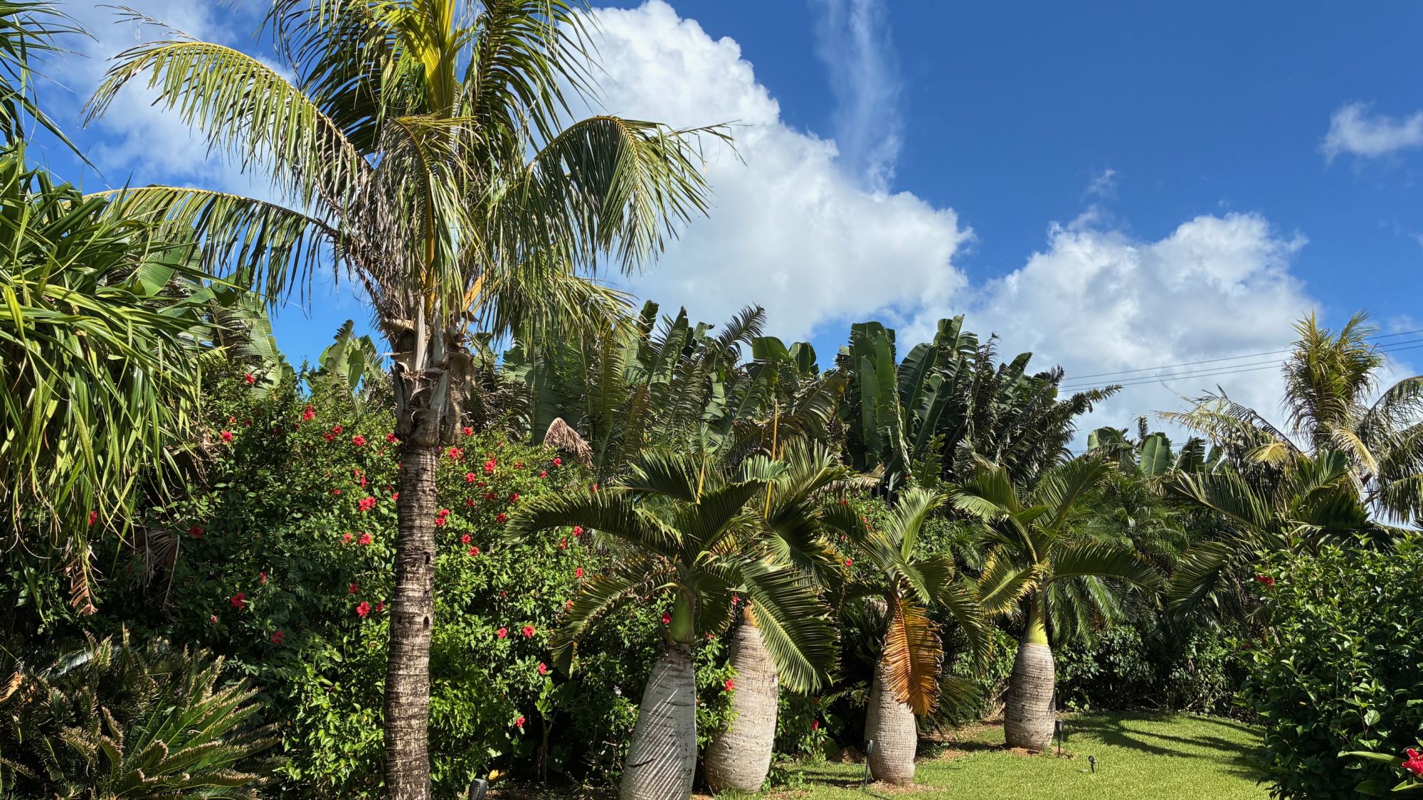 *【庭】日差しを浴びながら、南国の自然が息づく緑豊かな庭をお散歩