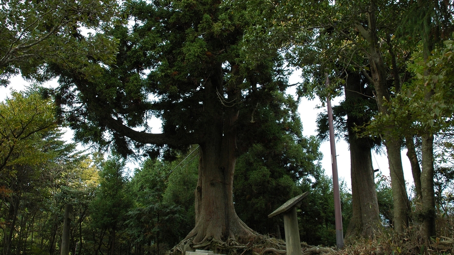 琵琶湖八景　”煙雨　比叡の樹林”