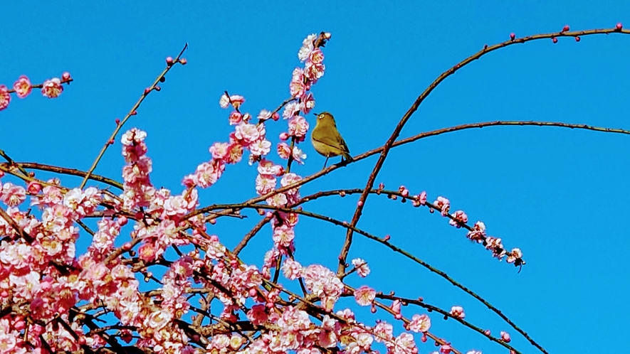 防府天満宮（梅の季節）