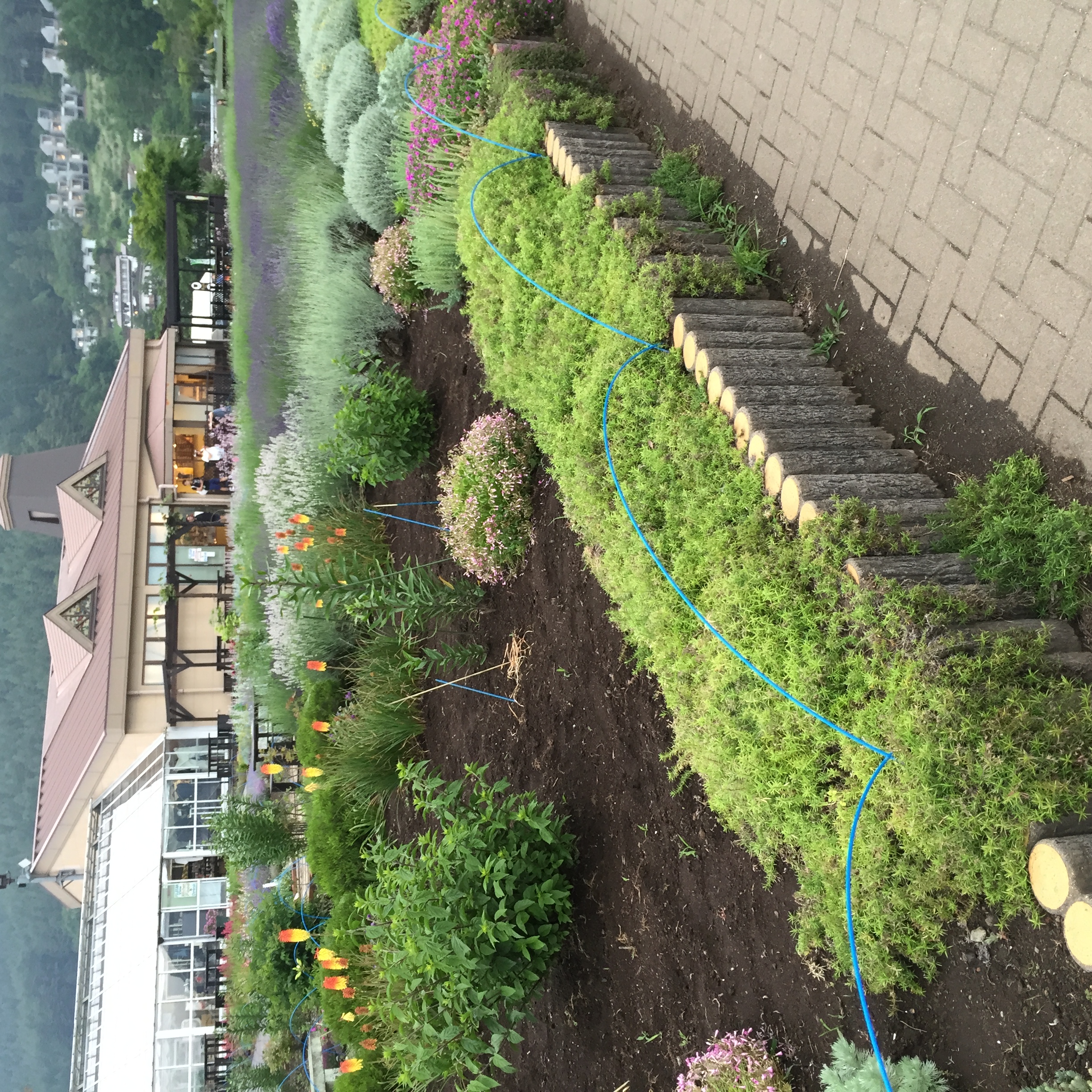 ラベンダー畑と建物