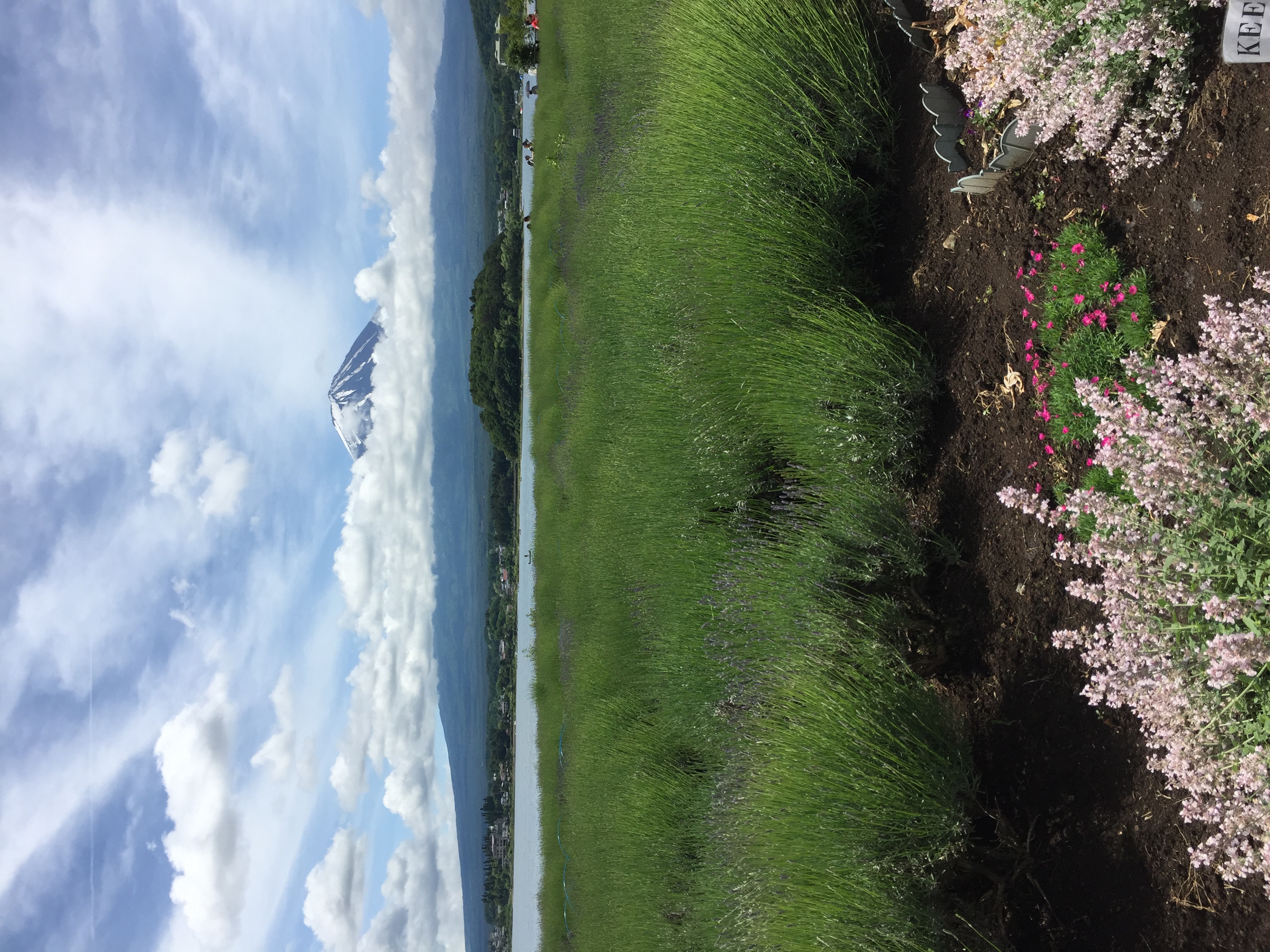 富士山とラベンダー畑