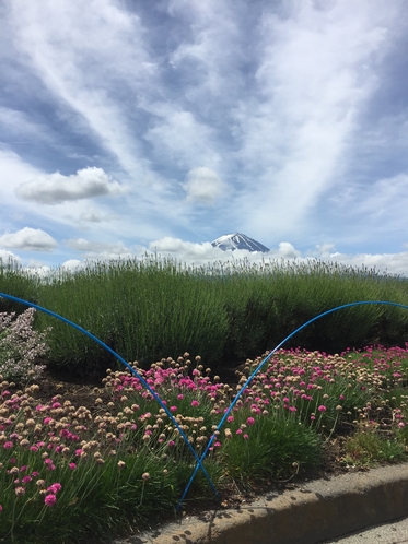 富士山とラベンダー畑