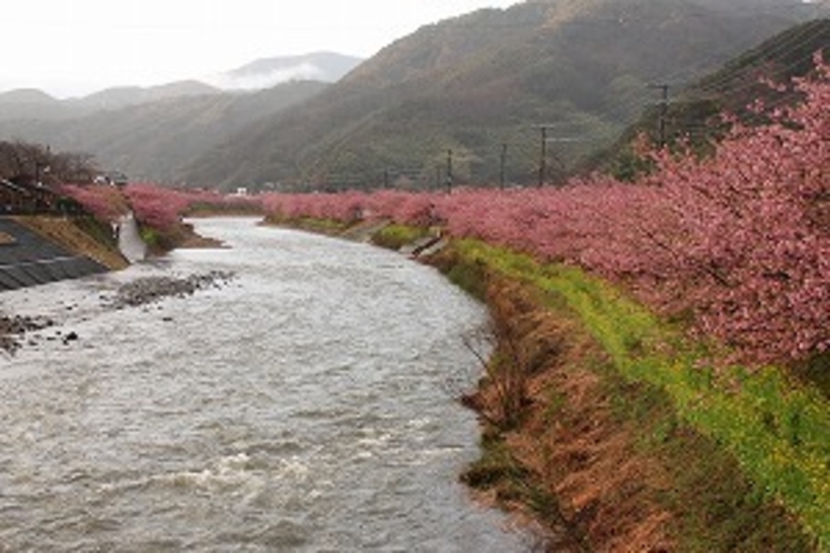 豊泉橋から見る、河津桜。