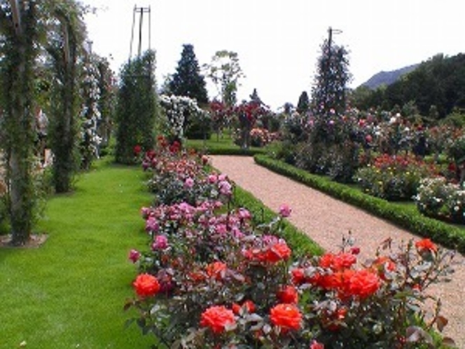 バガテル公園。バラが有名です。