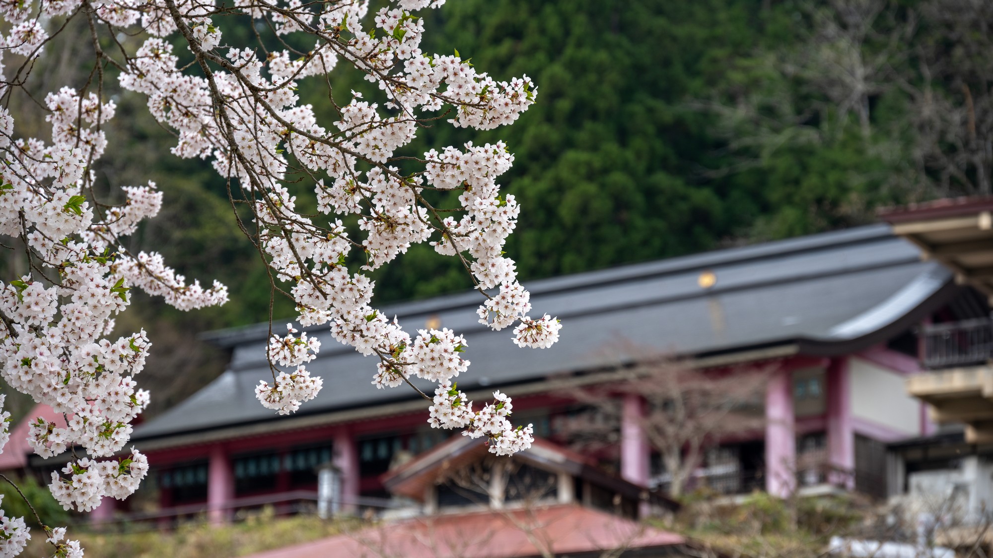 【甲子大黒天】周辺の桜景色（徒歩10分）