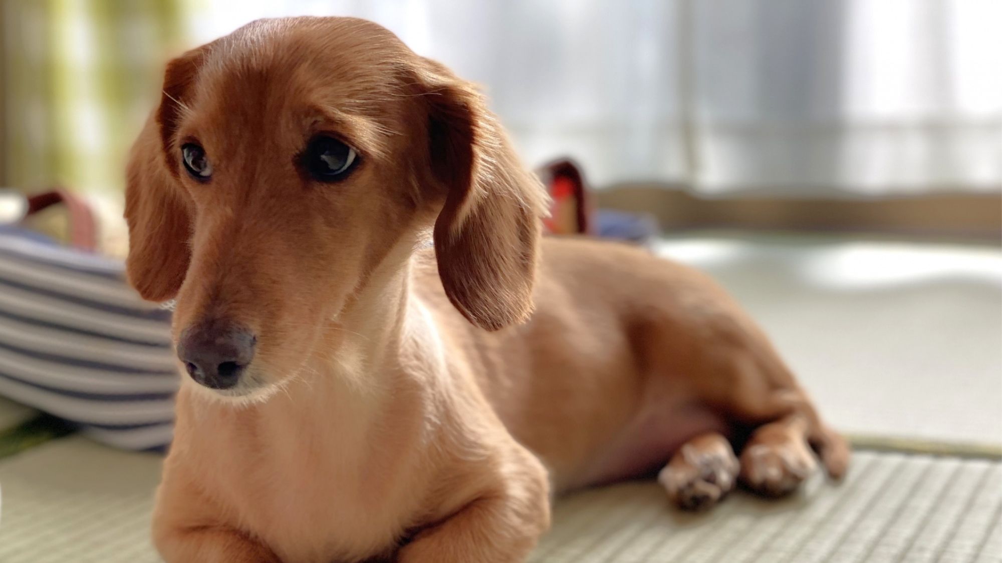 大切なわんちゃんも、お部屋でゆっくり。