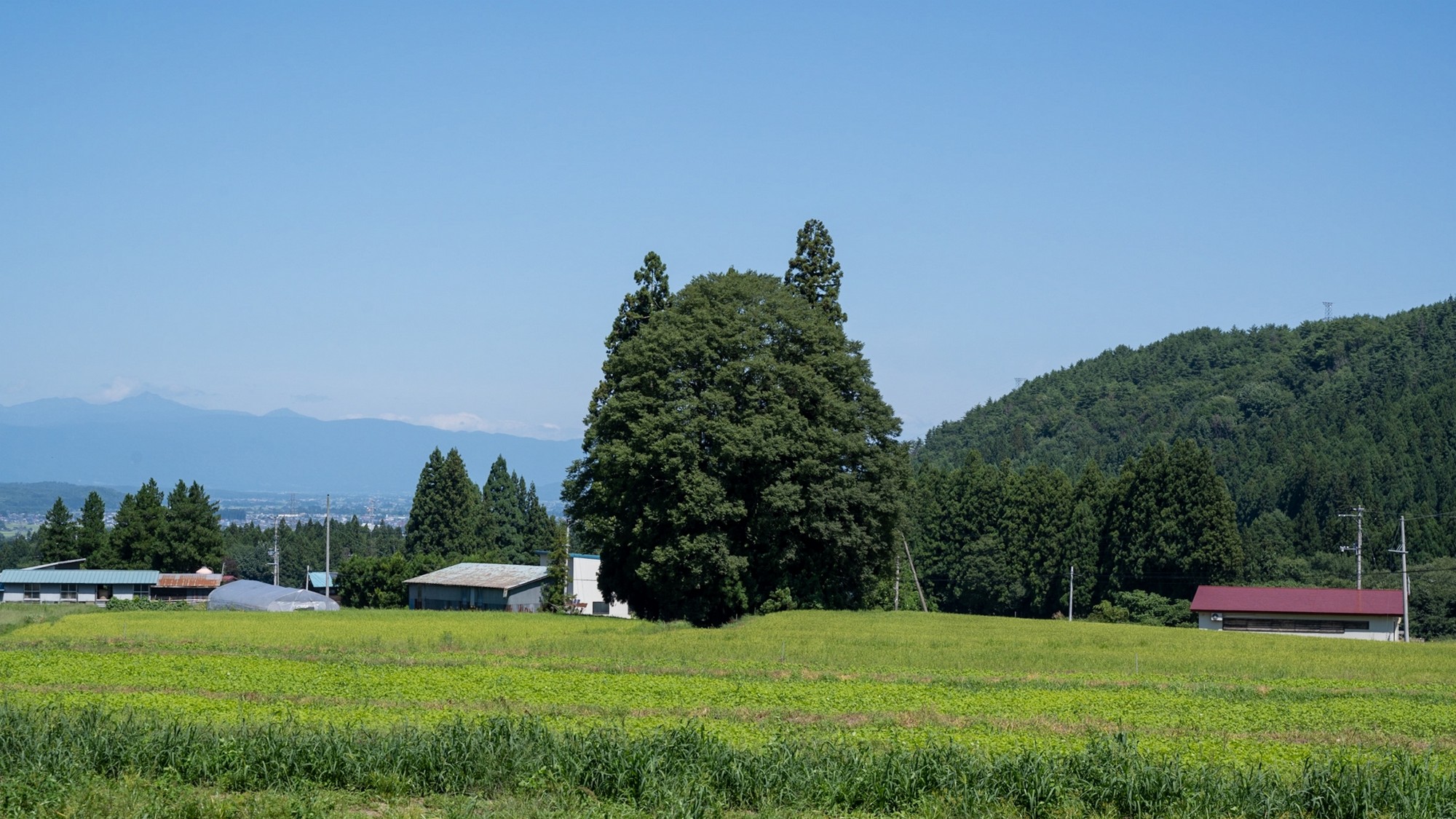 【トトロの森】トトロの形に見える森（車15分）
