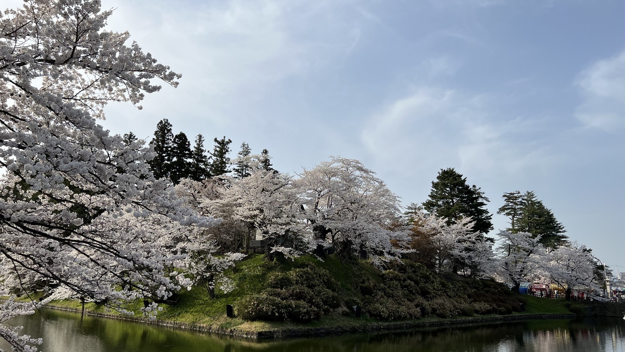 【上杉神社】お濠の桜（車15分）
