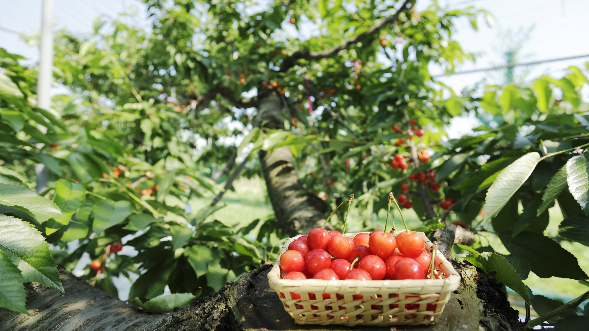 【さくらんぼ狩り】旬の果物体験