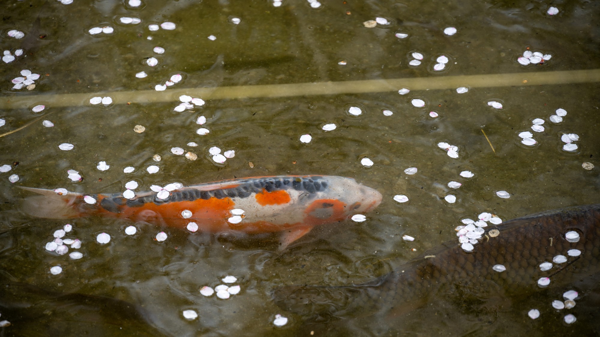 本館　春の中庭