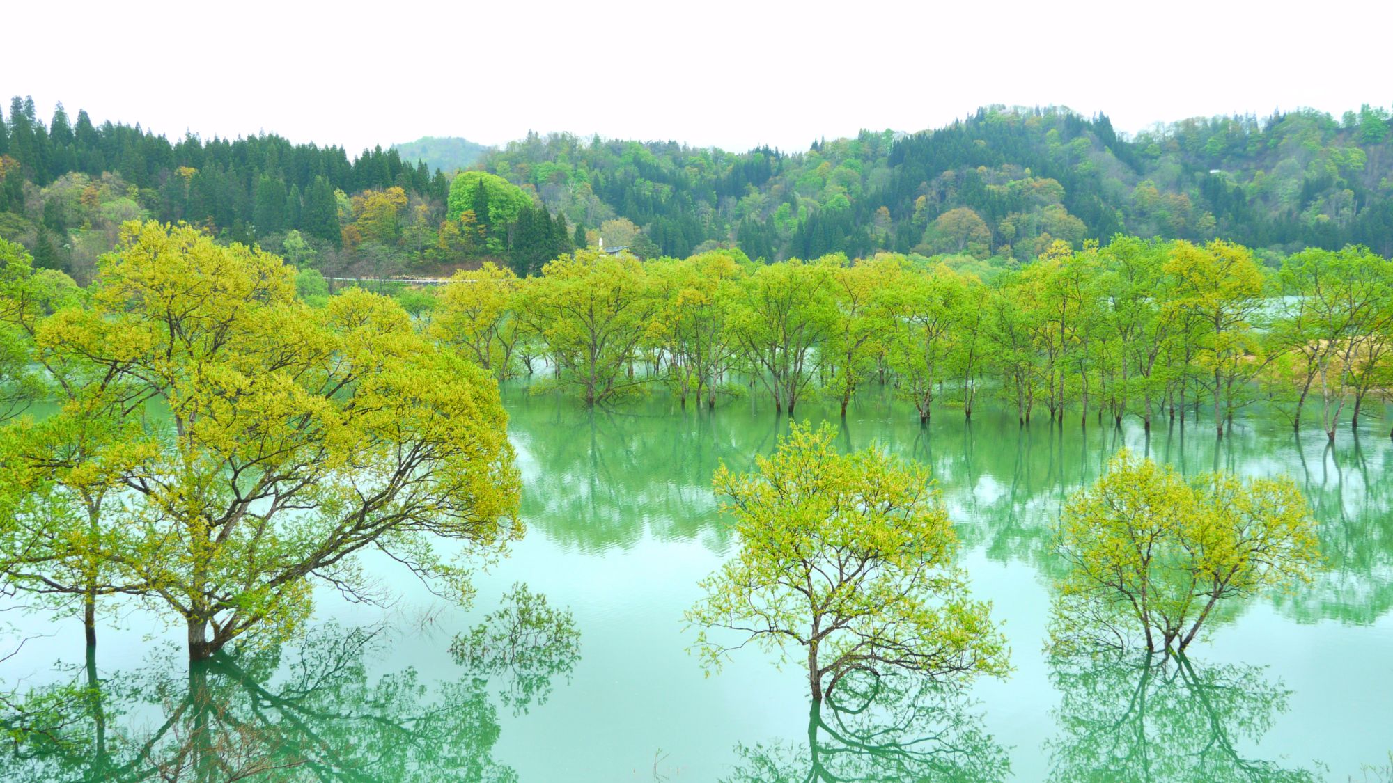 【白川湖の水没林】春限定の神秘的な絶景（車30分）