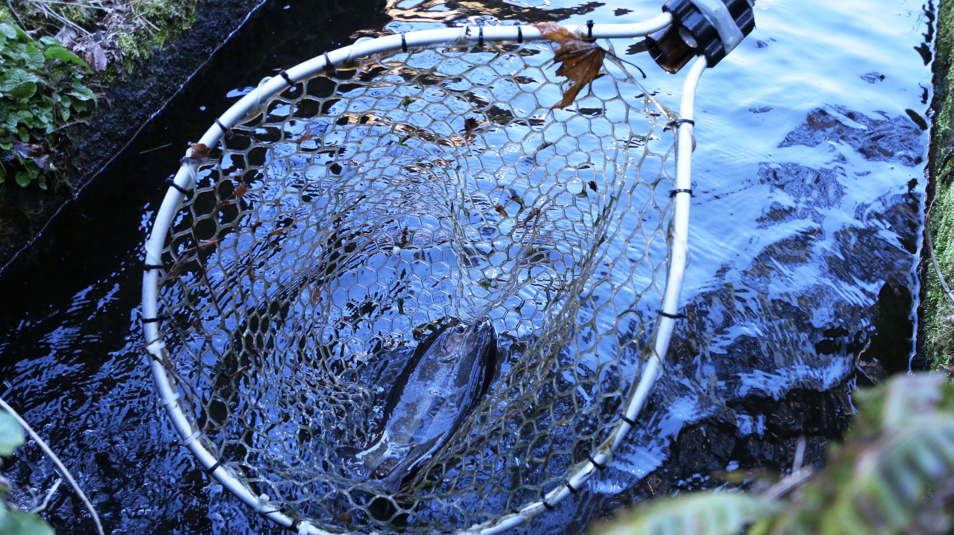 当館の敷地で捕った魚をそのまま料理として提供させていただいております！ 