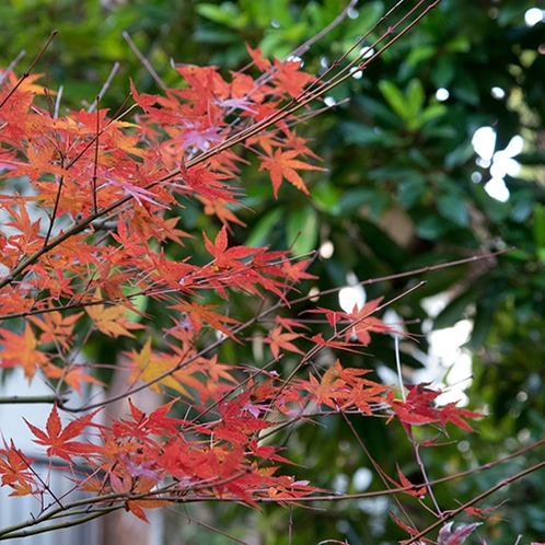 【施設内の景観】季節ごとの彩り