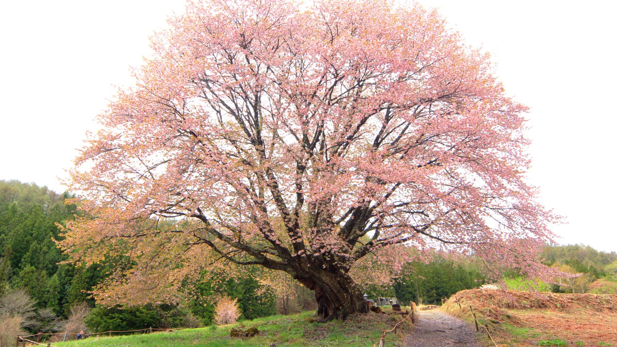 名所の「天王桜」宿から徒歩2分。ライトアップもあります