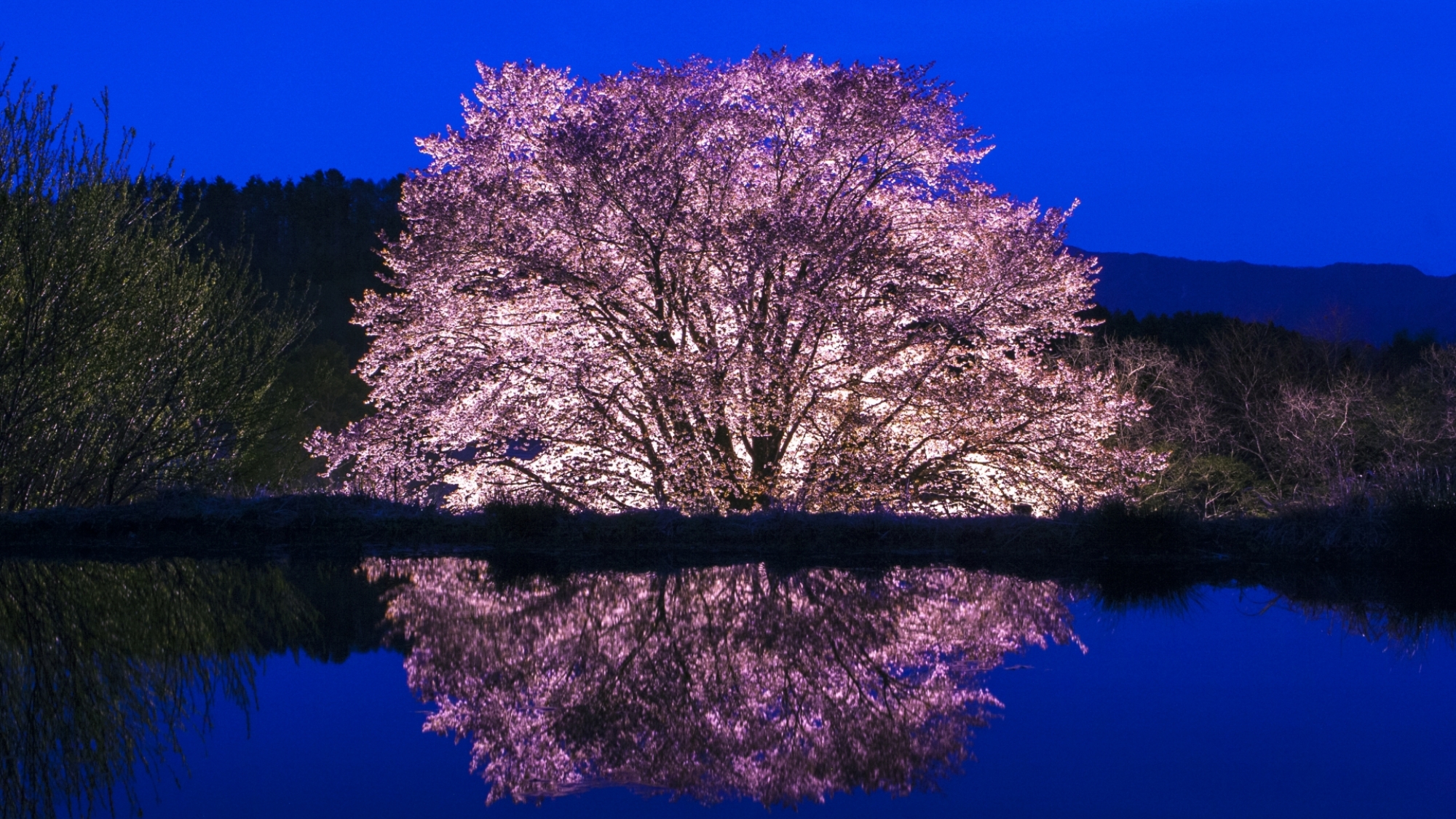 ライトアップで水鏡に映る天王桜。徒歩2分で行けます♪