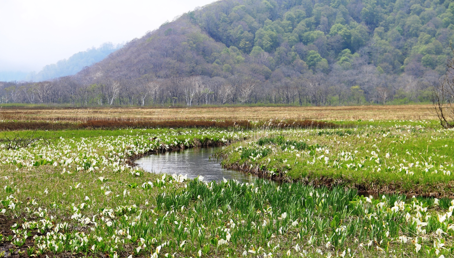 群馬、福島、新潟、栃木の4県にまたがる尾瀬国立公園。