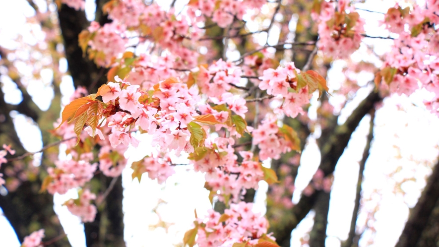 名所の「天王桜」宿から徒歩2分。ライトアップもあります