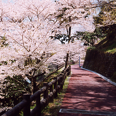 音無山の桜②