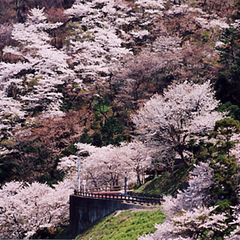 音無山の桜