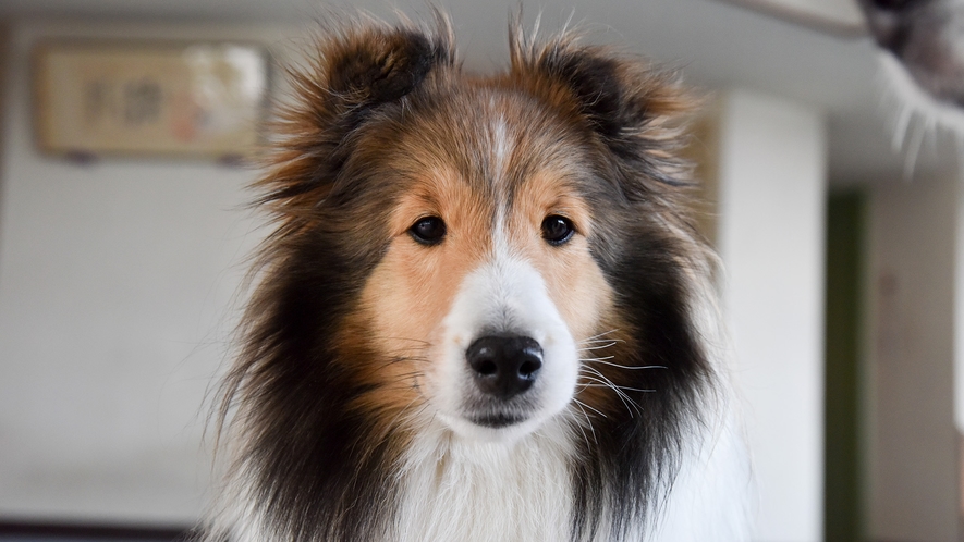 *【看板犬】みなさまのお越しをお待ちしてるワン！