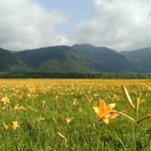 【夏＊風景】ニッコウキスゲの群生　黄色のジュウタン