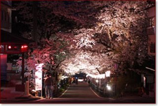岳温泉〜桜坂〜ライトアップ