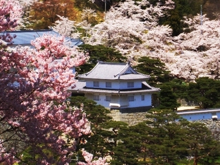 霞ヶ城公園の桜