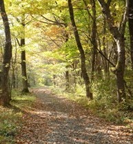 秋の遊歩道