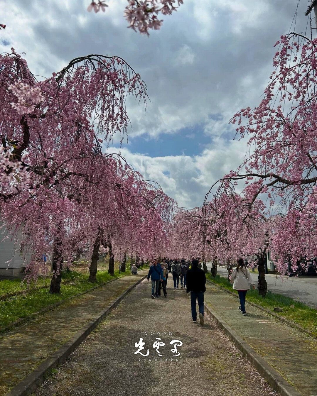 【喜多方日中線の枝垂桜並木】