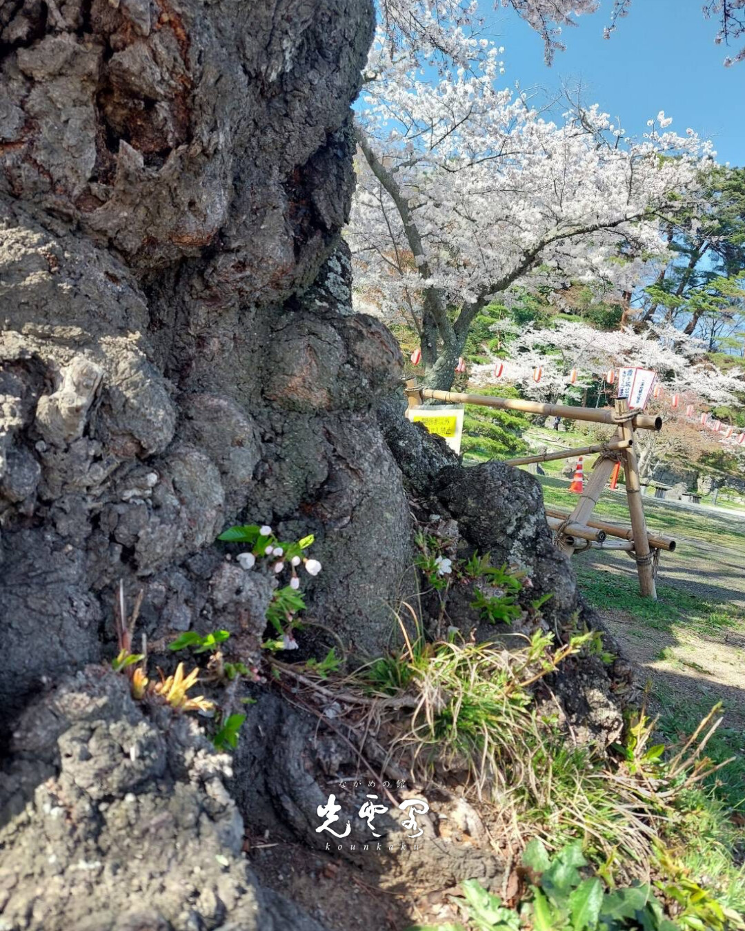 【二本松霞が城のさくら木】
