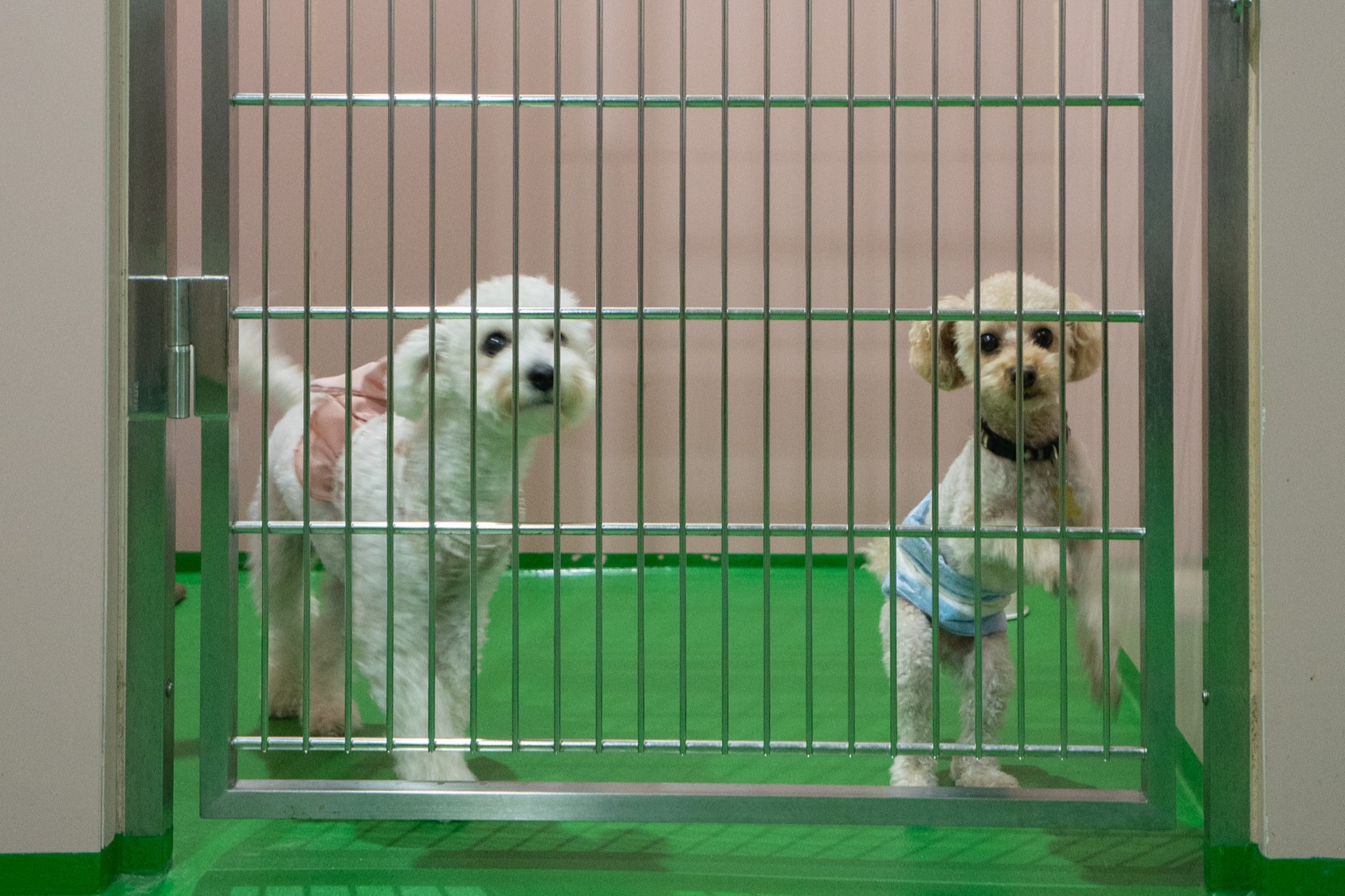 【大切なペットと宿泊】