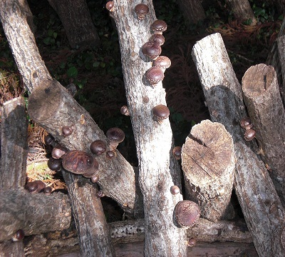 Homemade shiitake mushrooms ~