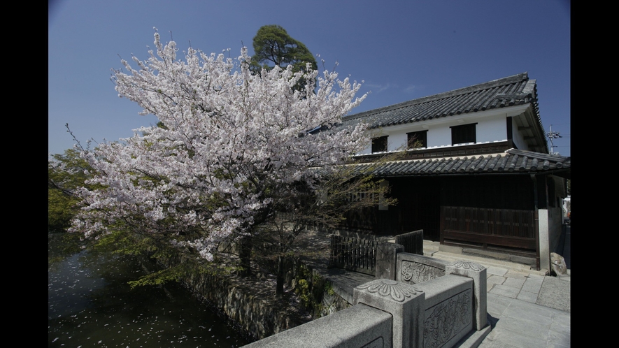 春の美観地区