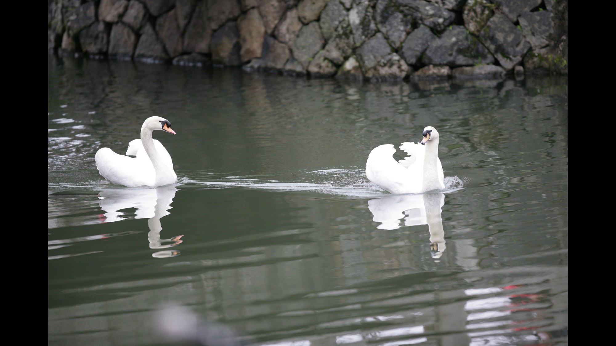 倉敷川を優雅に泳ぐ白鳥