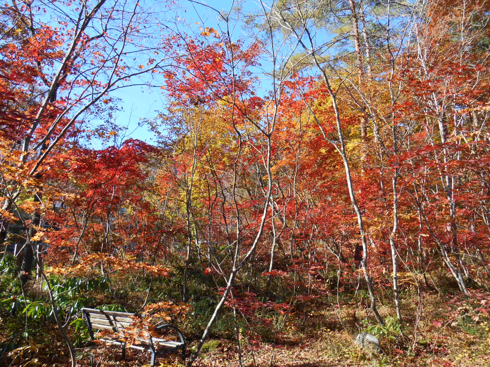 山麓館の森　紅葉