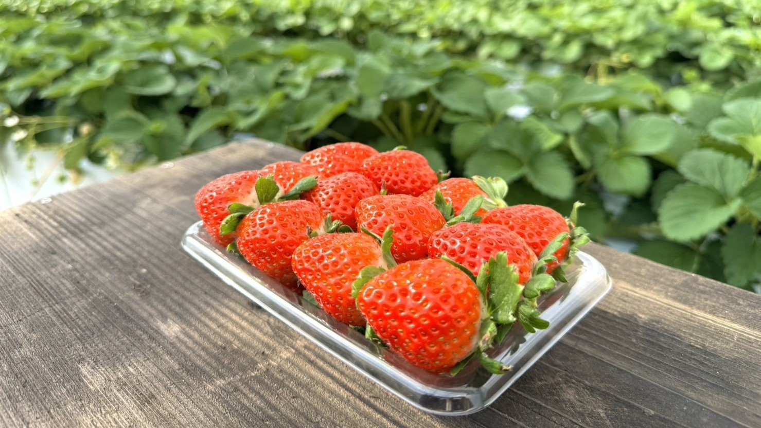 ●【いちご狩り体験】夕陽ヶ丘いちご園で摘みたて苺「さぬきひめ」30分食べ放題♪2食付きプラン