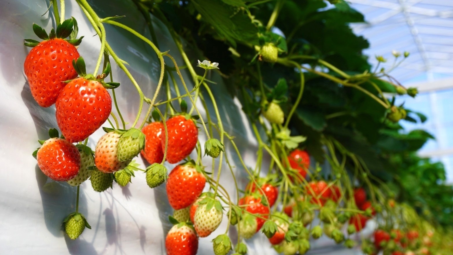 ●【いちご狩り体験】いちご園で摘みたて苺「さぬきひめ」狩り♪2食付きプラン