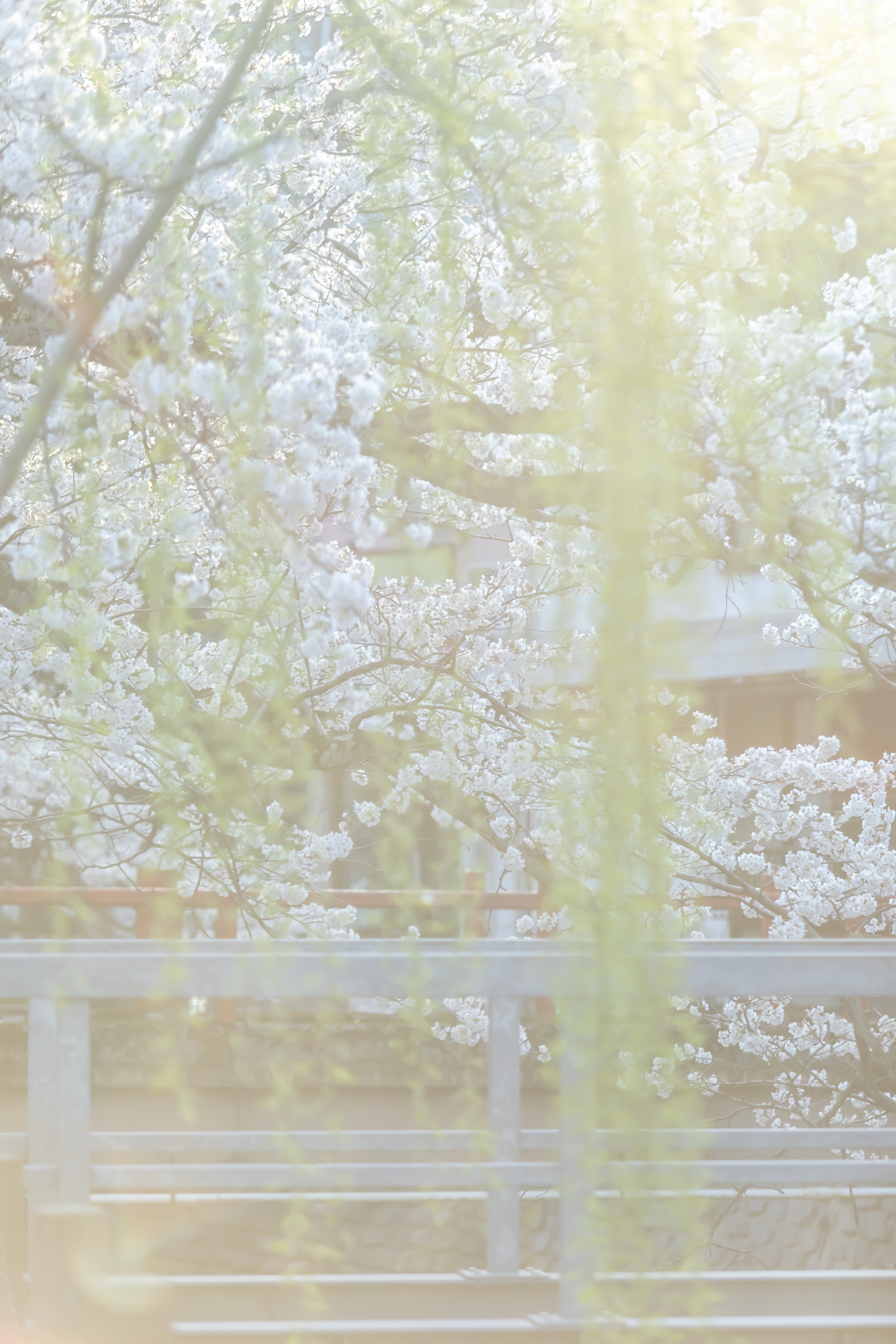 桜と柳に包まれて、 ゆかたで歩く春の城崎。