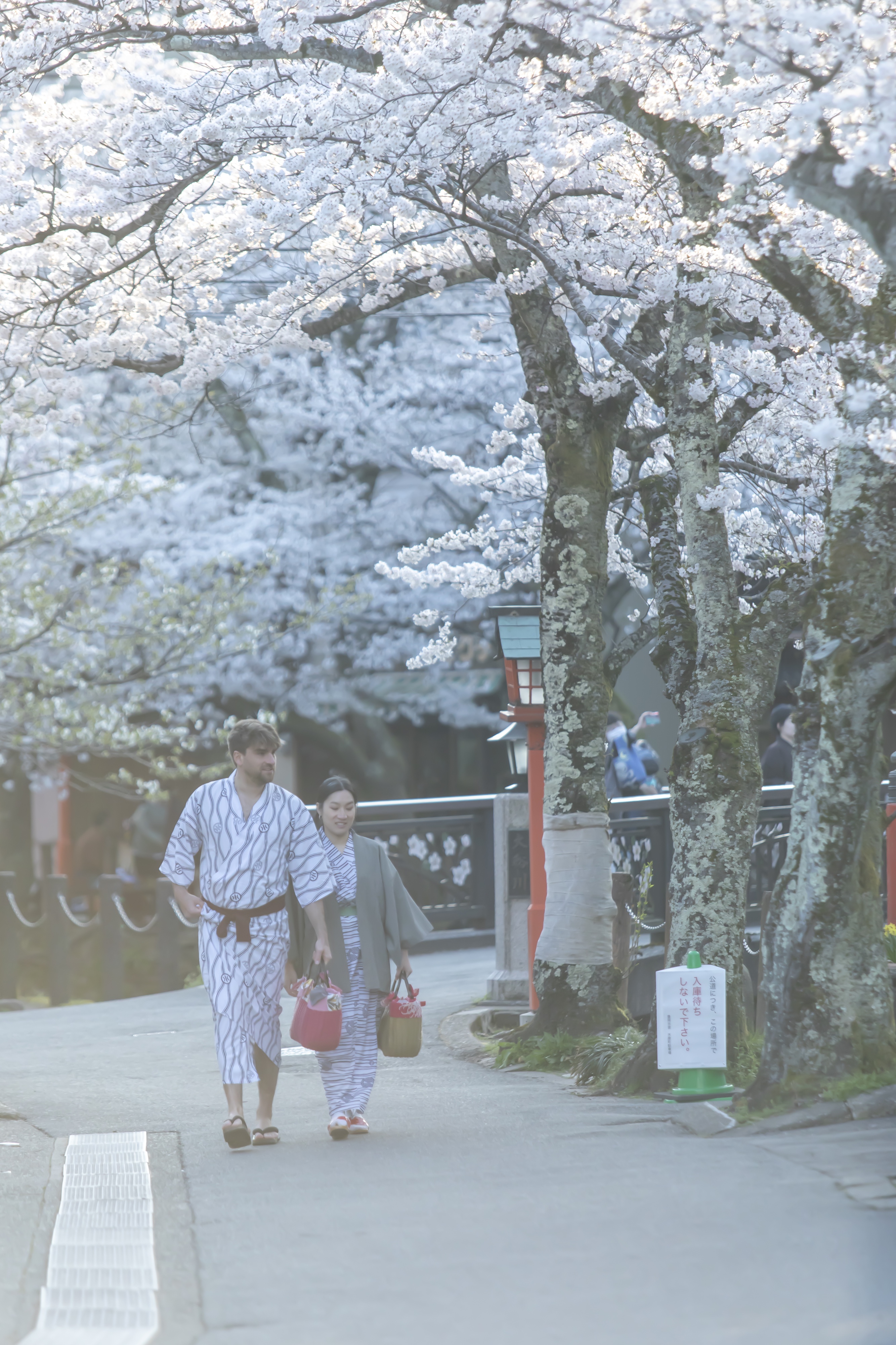 城崎温泉の桜