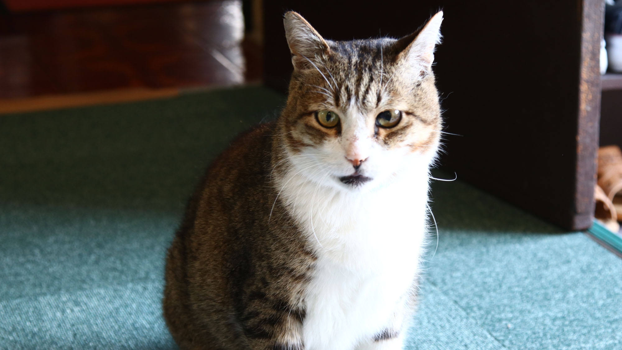 【ちょい旅】ビジネス・観光に♪海まで45秒！石神さん迄徒歩7分！朝食無料おにぎり付[素泊まり]