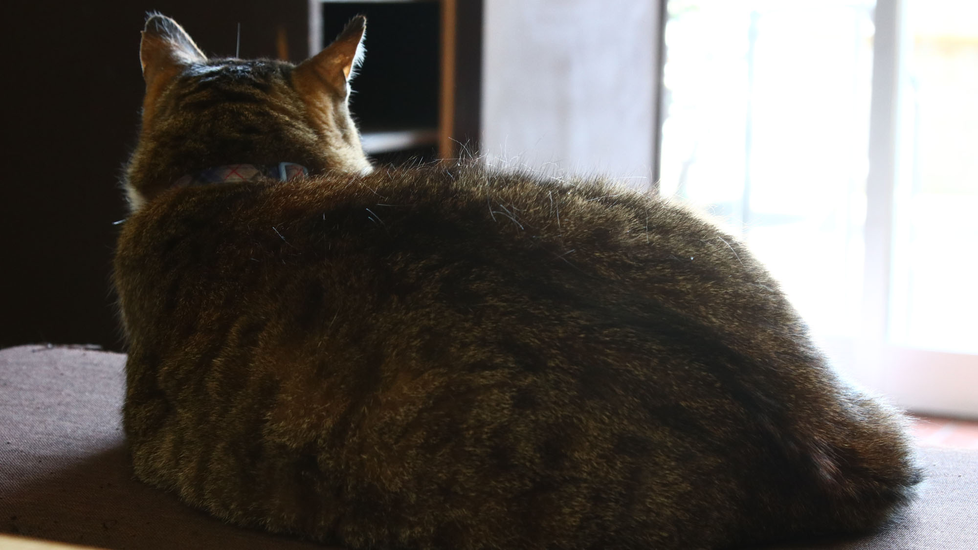 【看板猫のロンくん＿お客様のお出迎えをしてくれます】*