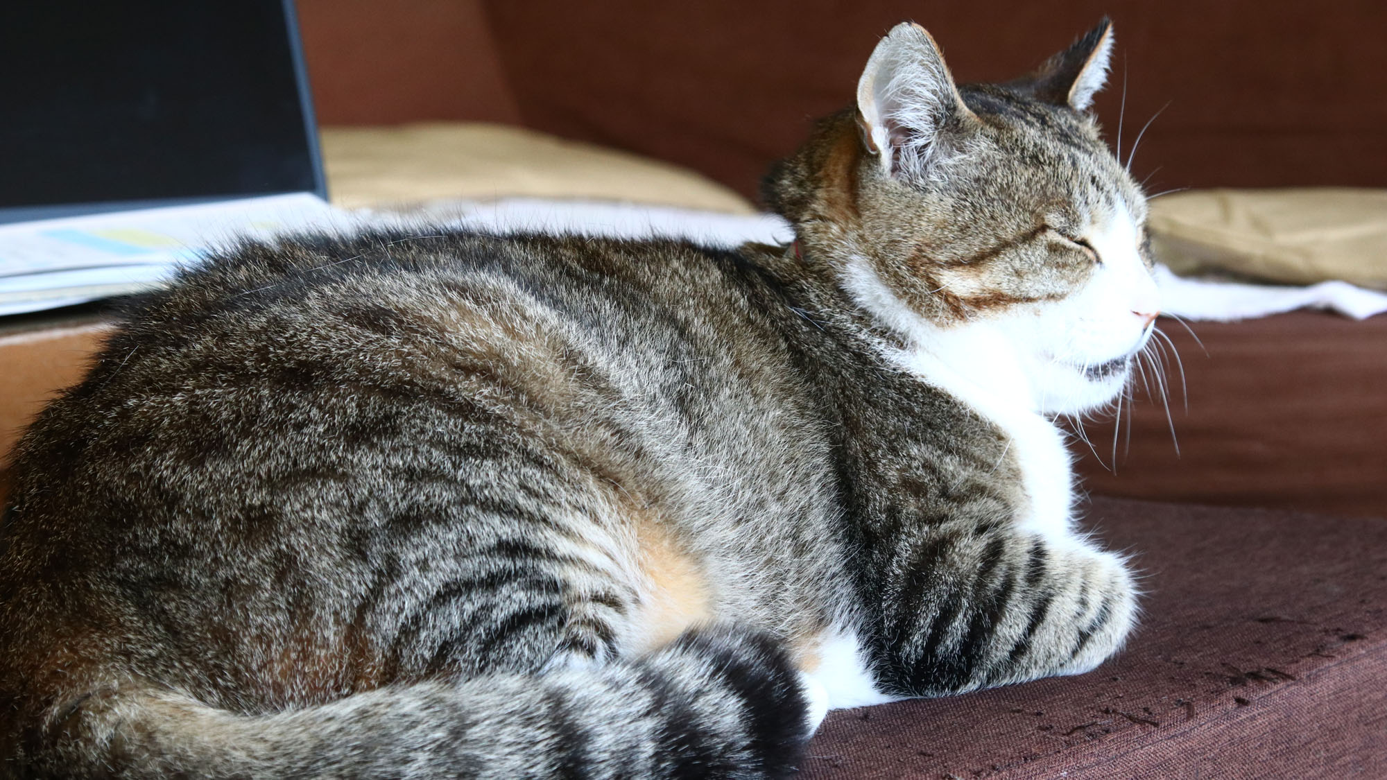 【看板猫のロンくん＿お客様のお出迎えをしてくれます】*