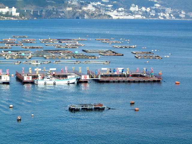 【アクティブ】船で渡って海上釣り堀『太公望』＆釣ったお魚でご昼食プラン【３食付き】【伊豆箱根旅】