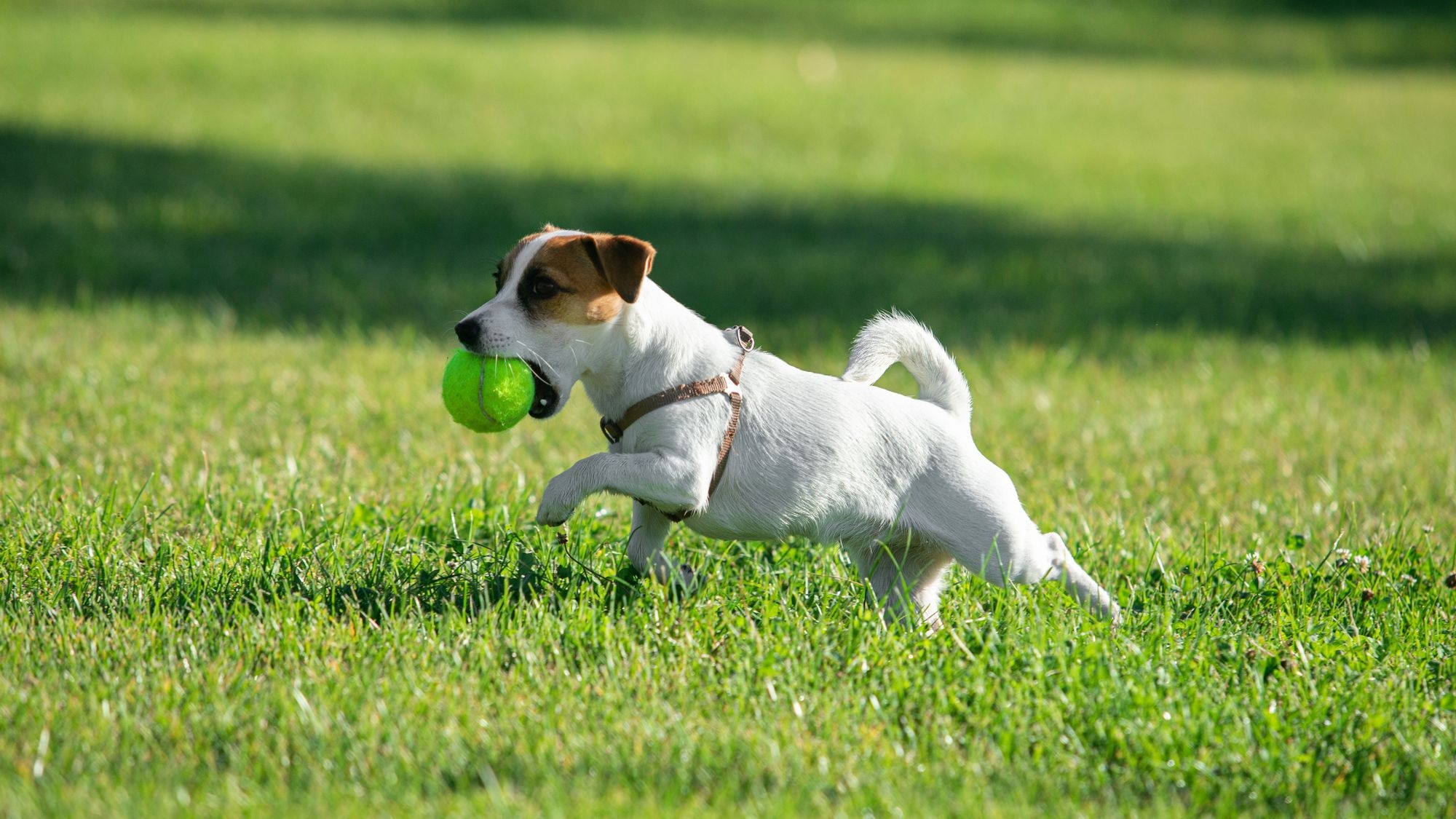 【愛犬と一緒！ドッグフレンドリールーム ▽・x・▽ 】公園隣接！駐車場が1台分無料で安心！／素泊り