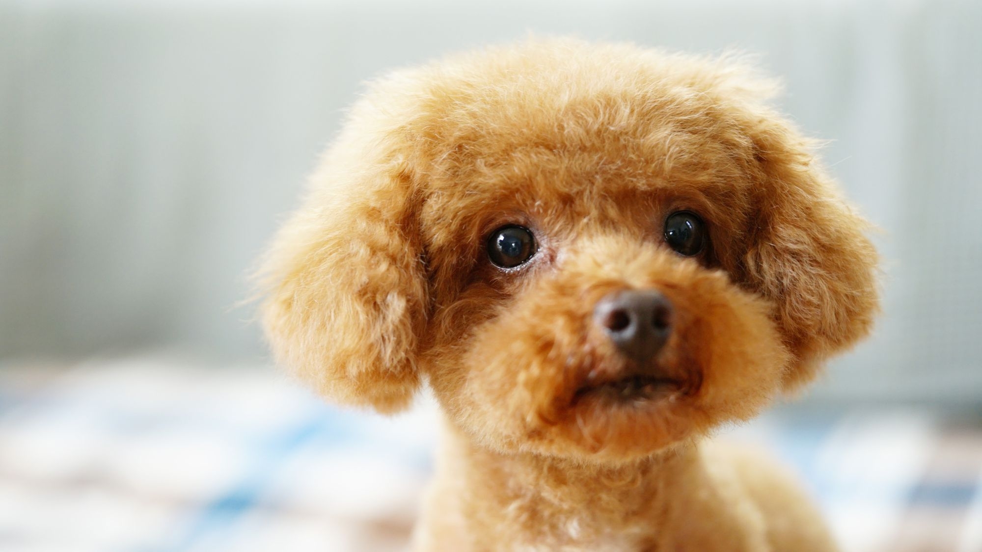 【愛犬と一緒！ドッグフレンドリールーム ▽・x・▽ 】ルームサービスディナー付！／朝食付