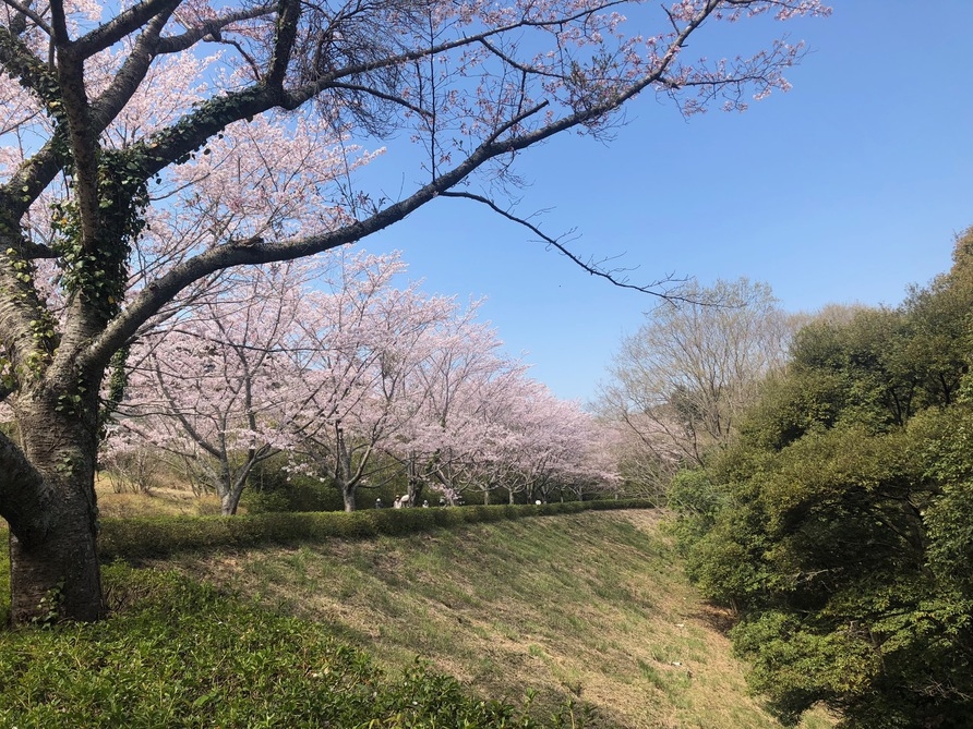 【春爛漫】自然豊かな江汐公園〜桜200本、コバノミツバつつじ他２種50000本〜お花のリレー